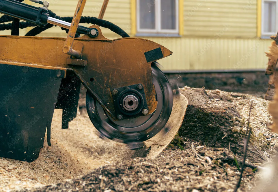 Canton Tree Care: Tree Service in Canton & North Canton, Ohio